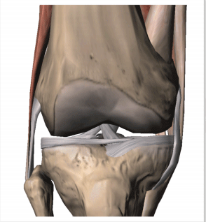 Abb. 2 8 Lagerung und Anatomie des Kniegelenks in Ansicht von lateral.